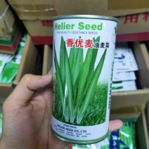 香优麦尖叶油麦菜种子耐热耐寒熟食具有香米型香味种植户大田