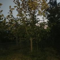 柿子树，运城苗木基地供应，货源充足，苗木繁育基地