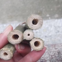 广东菜架竹