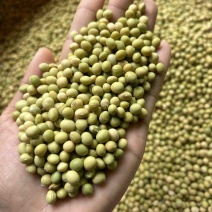 黄豆青皮黄豆农家自种新货一手货源批发