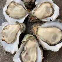 北海白蚝，脆甜可口，本地一手货源，桶货，规格货量足