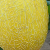 精品金皇冠