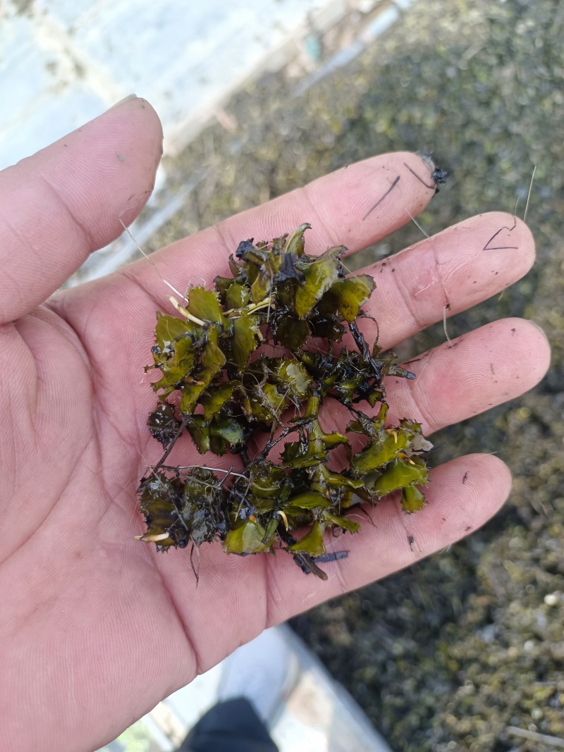 麦黄草种子也叫菹草芽孢