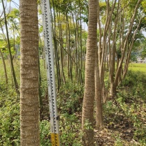 广西钦州钦北平安树(广伞枫)苗圃直发长期供货量大有货代发