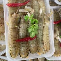 腌制皮皮虾、虾爬子、咕咕虾