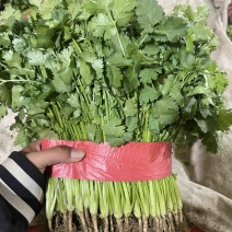 河北精品香菜打好捆叶子多杆子短干净承接批发加工社区团购