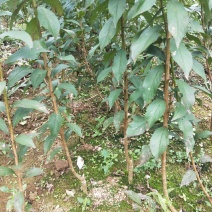 蜂糖李苗