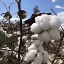 新疆棉花