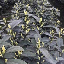 七彩生态农业优质奶白茶苗基地直发品质保证