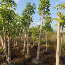 广西钦州钦北幸福树(菜豆树)苗圃直发长期供货量大有货代发