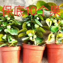 菩提10个果