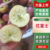 红富士苹果，专业代办。大凉山盐源苹果，丑苹果