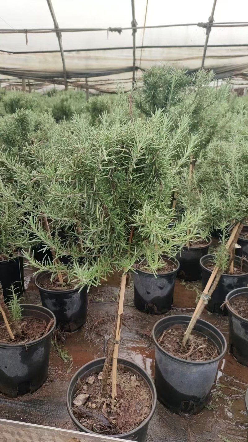 迷迭香棒棒糖小苗大苗上市中基地支持一件代发