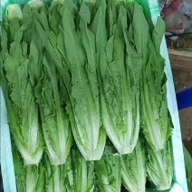 精品优质油麦菜产地直发