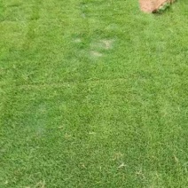 台湾草