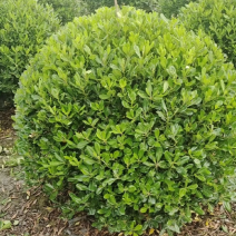 海桐苗各个规格齐全，苗圃植发价格美丽欢迎老板电话联系