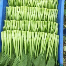 广东菜心，物美价廉，诚信经营，长期合作，欢迎来电