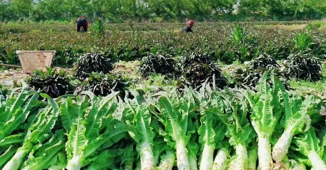 四川彭州市濛阳街道莴苣种植基地清晨采收场景:工人手持不锈钢刀切割莴苣茎基部,茎秆洁白紧实、蜡粉均匀;背景可见紫色土田块与滴灌带;特写镜头展示截面致密结构与浅绿色髓心 彭州莴苣采收现场特写