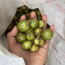 油茶果