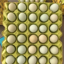 散养绿壳土鸡蛋乌鸡蛋480枚装