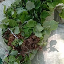 甘肃小圆叶淫羊藿种苗