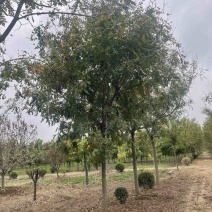 北栾，15公分北栾，产地直供，无中间环节，质优价廉