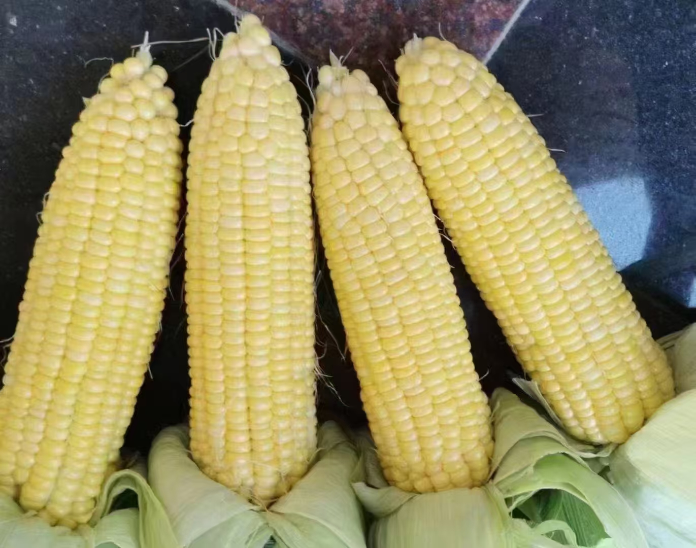 新鲜采摘的甜玉米与黄糯玉米并排摆放,左侧为金黄色颗粒较饱满的甜玉米,右侧为颗粒略扁、色泽明亮的黄糯玉米,背景为田园农场环境,突出两者外观差异 甜玉米与黄糯玉米对比图