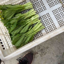 湖北石首精品菜苔，现踩，长期合作，大量现货