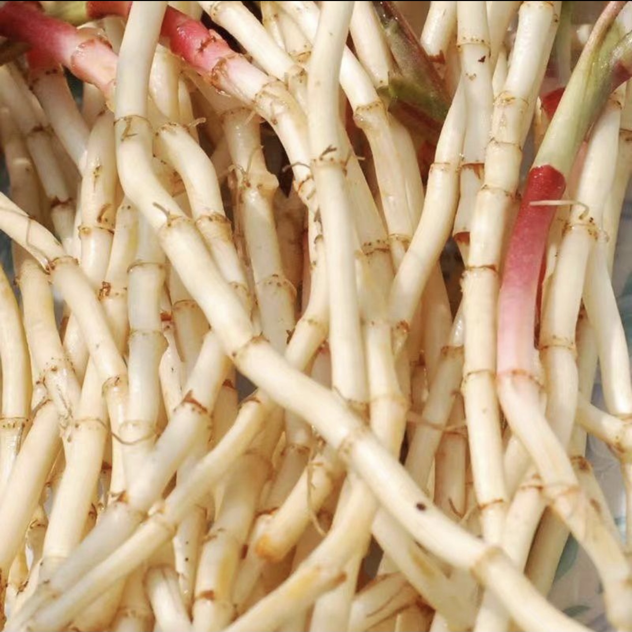 鱼腥草根的外观特写