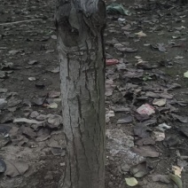秋月梨树成品一级树中上就可得果