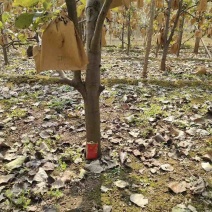 秋月梨树成品树当年种当年结果20公分左右