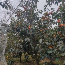 阳丰脆甜柿子树
