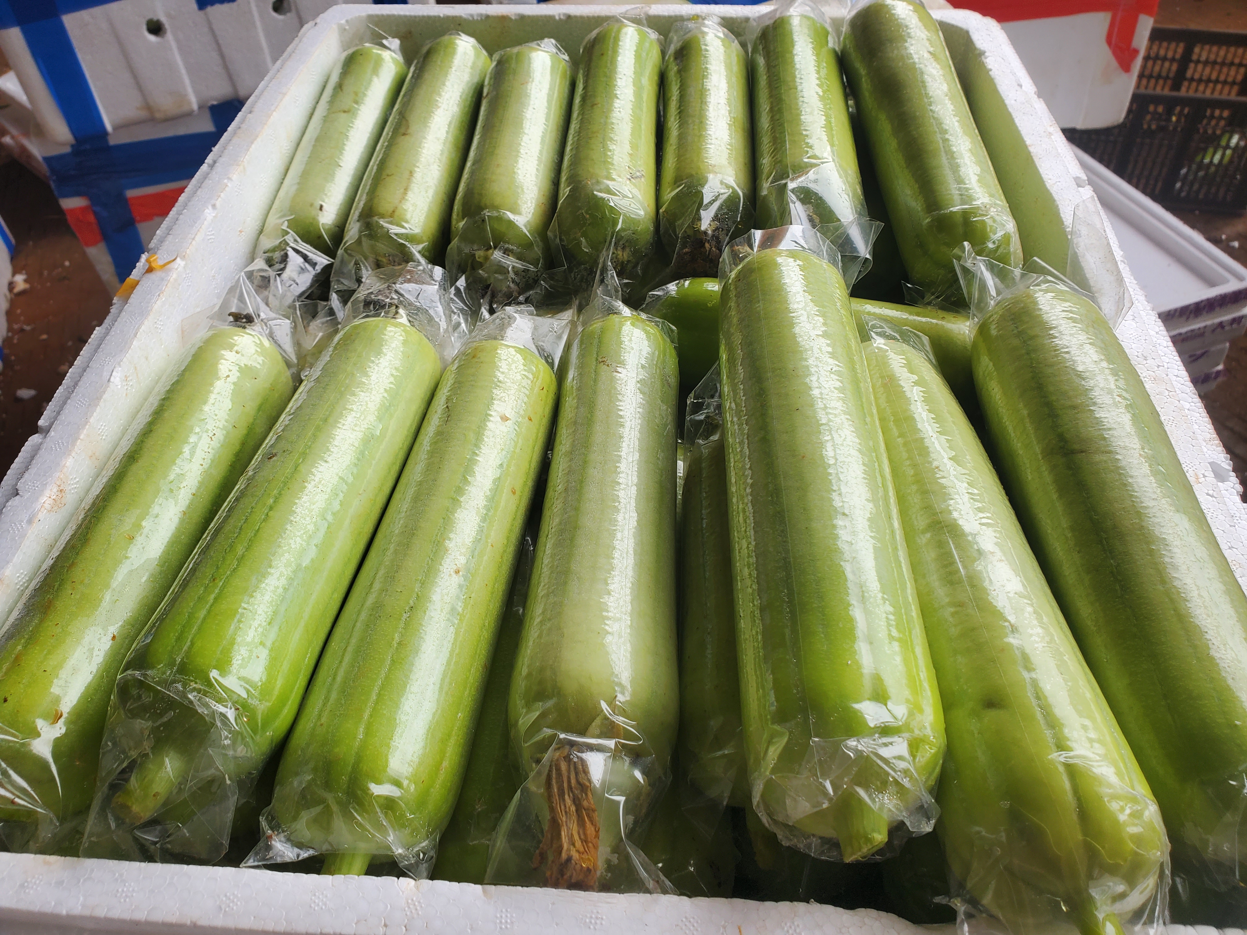 高清微距摄影:新鲜圆筒丝瓜(Luffa cylindrica)横切面,果肉呈均匀青绿色,可见放射状排列的白色维管束网络,靠近果腔处散布数十粒直径约1–1.5mm的浅褐色扁平种子,表面光滑有光泽,体现丝瓜富含葫芦素B的典型解剖结构 丝瓜横切特写图,展示青绿色果肉、细密维管束及浅褐色微小种子分布