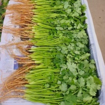精品大叶香菜基地直供大量有货