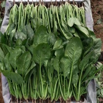 精品菠菜大量供应货源充足欢迎新老客户订购