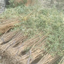 刺槐，大小规格齐全现要现起保成活率高，基地直供一手货源。