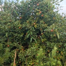 茶籽
