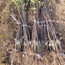 苹果苗优良砧木M26，自根砧M9T337，大量供应中