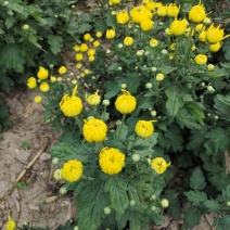 金丝皇菊