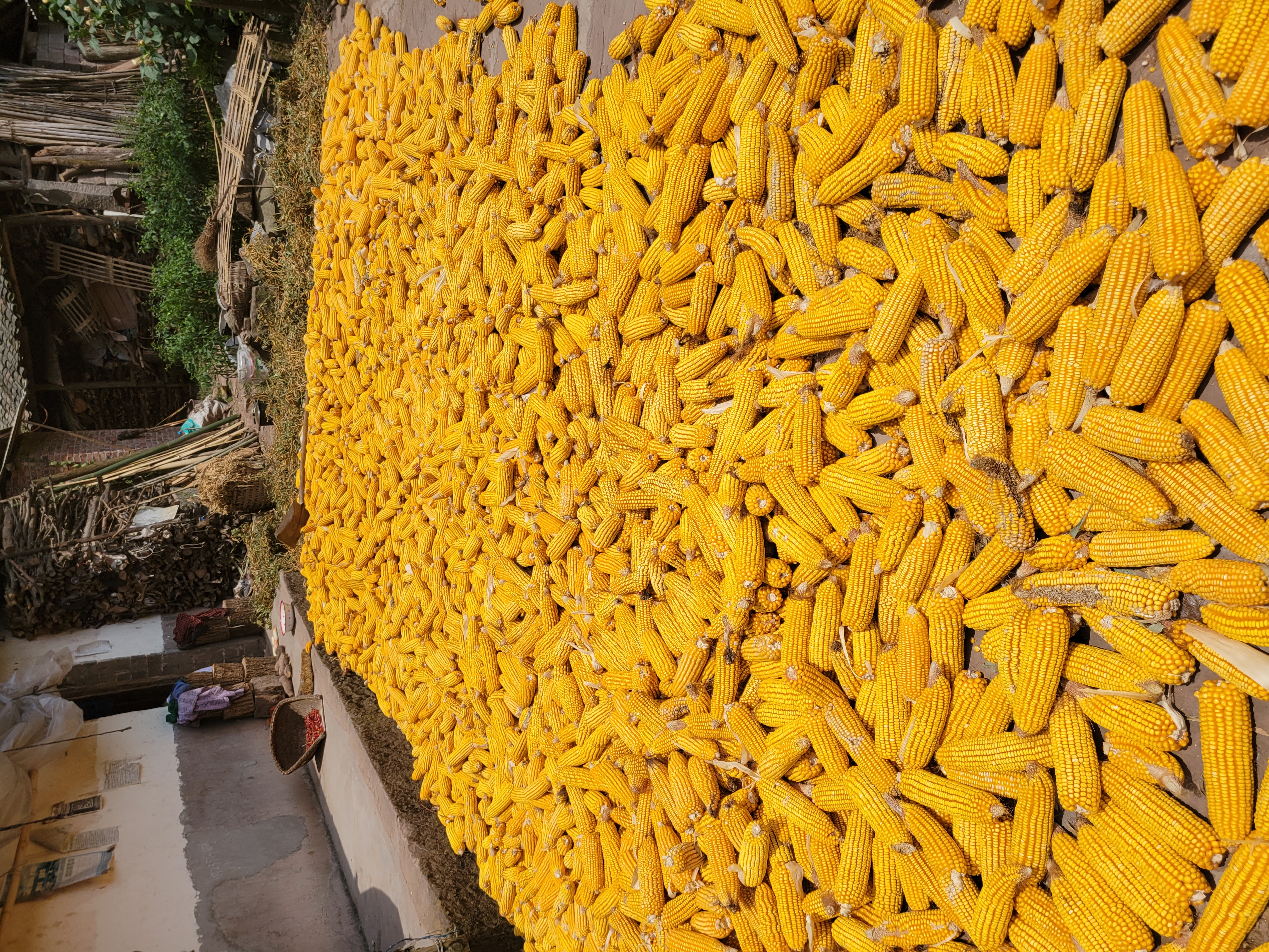 黄金玉米带地理位置图