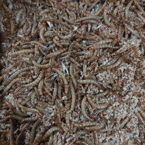 黄粉虫面包虫京津冀地区量大管送，鲜虫干虫