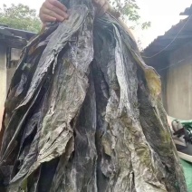 干海带宽叶海带皮厚叶青无沙无黄现货批发