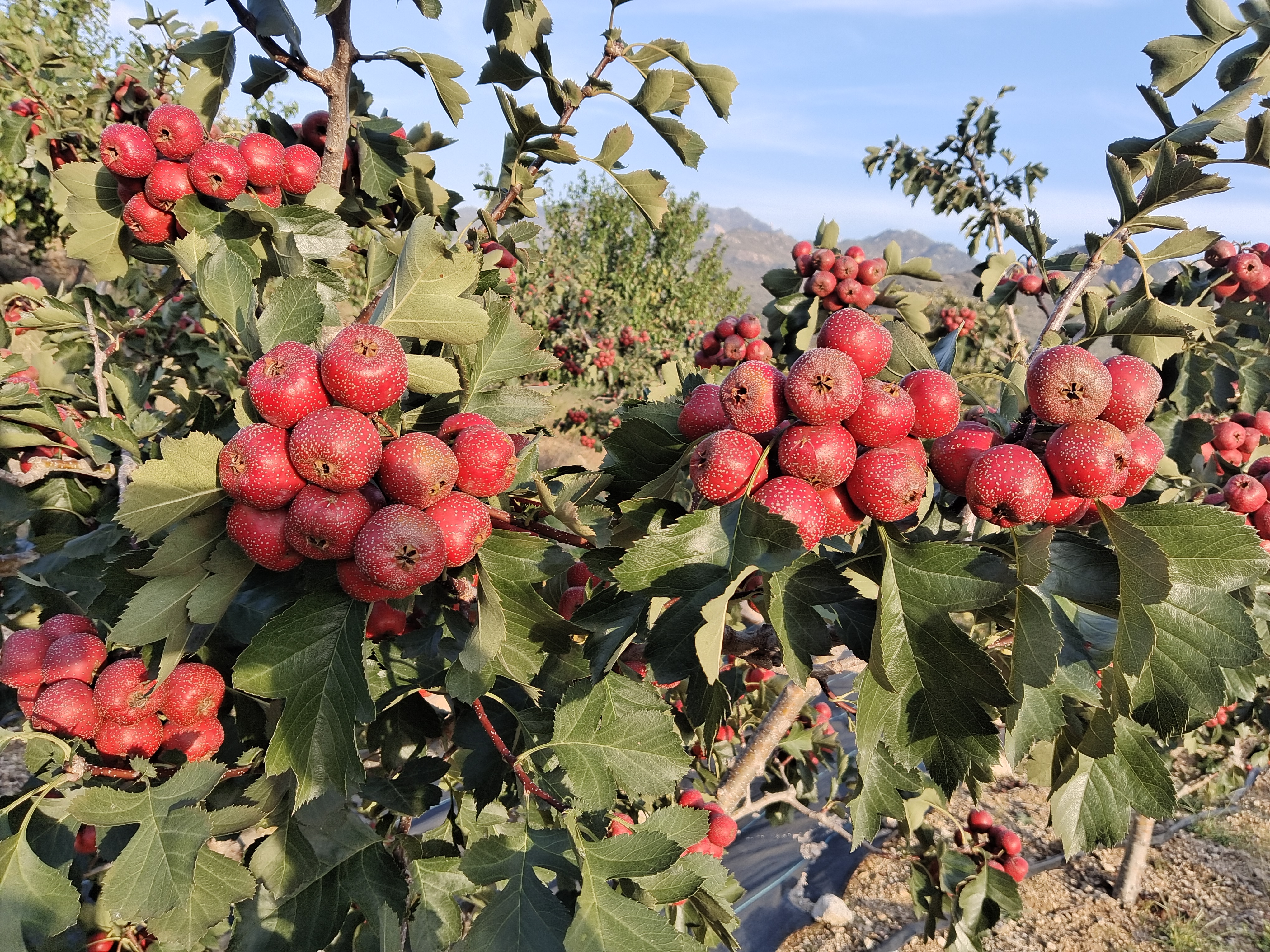 山楂鸡内金食材营养成分对比图