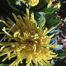 金丝皇菊