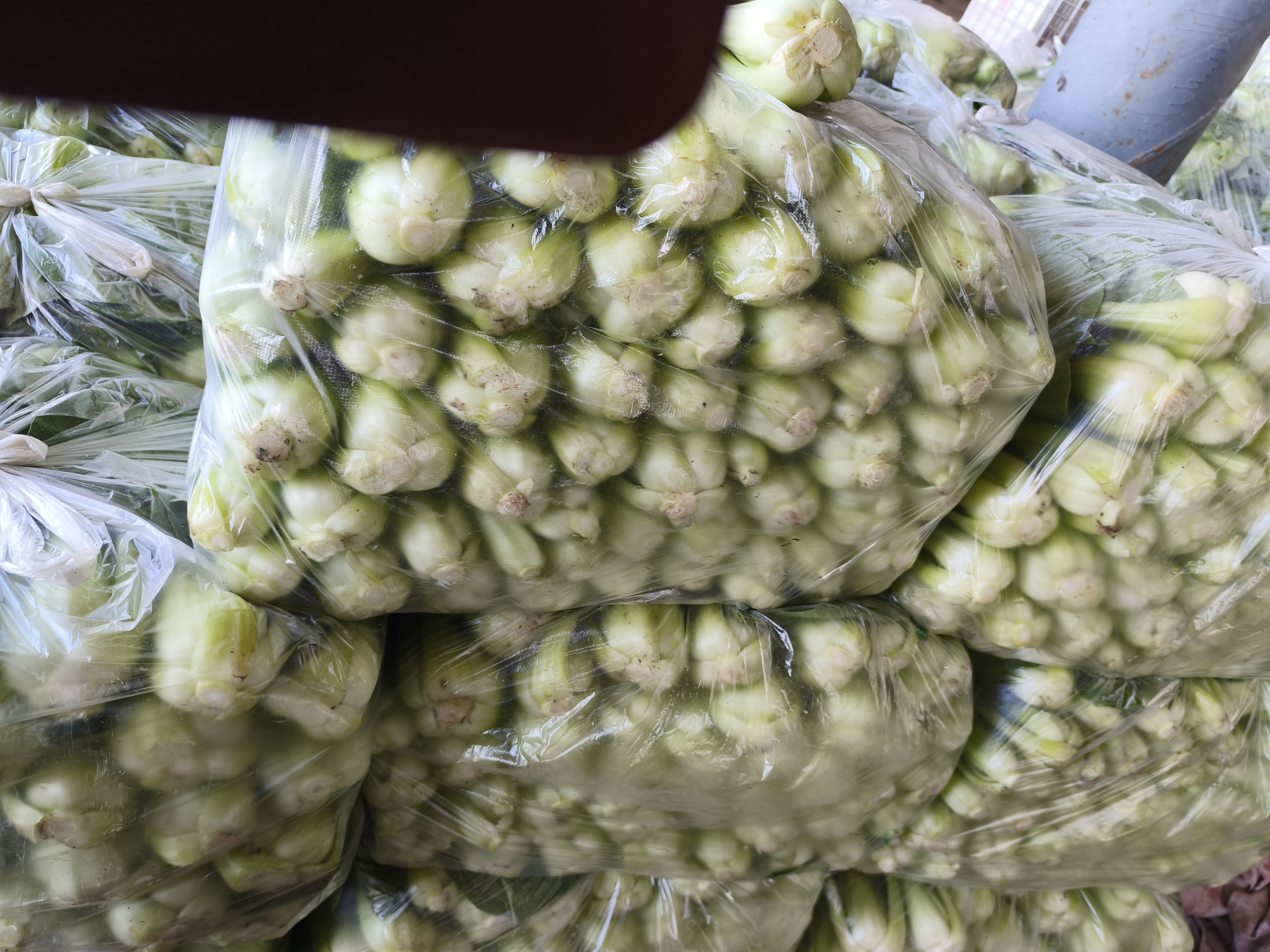 油菜冷冻保存
