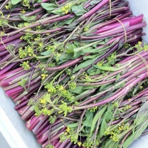 红菜苔货源充足大量现货可提前预定