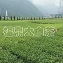 福鼎大白茶苗基地直供，规格齐全，成活率高代发全国