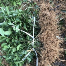 四川蒙山9号茶苗，规格齐全，一手货源可视频看货代发全国