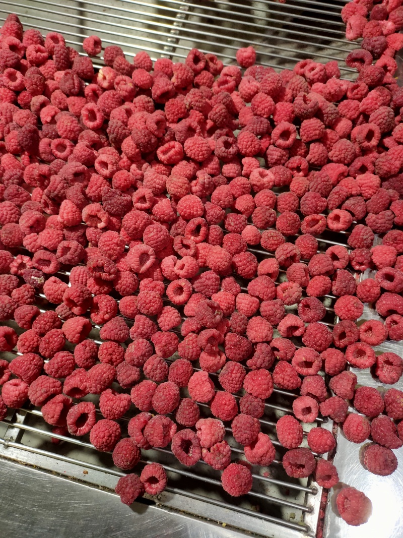 速冻红树莓