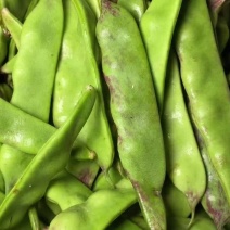 油豆云南油豆角九月青一点红大量供应，基地直发
